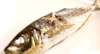 【沼津グルメ】内浦のアジを味わう！マックスバリュ東海で沼津内浦産養殖アジの特別販売