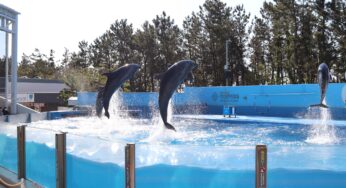 【新潟市 観光スポット】迫力満点の「日本海大水槽」にイルカショー！新潟市水族館「マリンピア日本海」へおでかけ