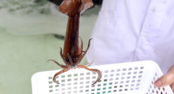 【函館市 朝市グルメ】函館朝市「高田屋村本商店」さんでイカ釣り体験、釣りたてのイカを刺身で味わう【北海道新婚旅行レポその９】