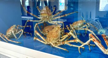 【沼津市】5月17日オープン！名産タカアシガニに鮮魚にお惣菜、港町の美味しいものが揃う「戸田漁協直売所」さんに行ってきた